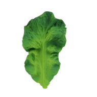 KENDALL THE KALE / ケール ベビートイ